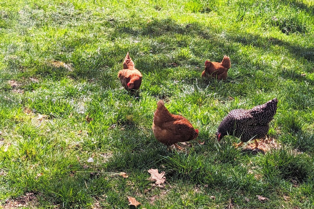 Farm Fresh Eggs |  Free-Range, Local Eggs | Buy Fresh Farm Eggs Online