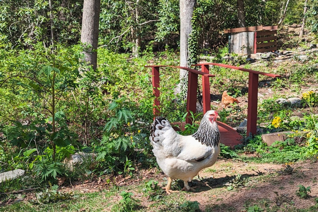 Farm Fresh Eggs |  Free-Range, Local Eggs | Buy Fresh Farm Eggs Online
