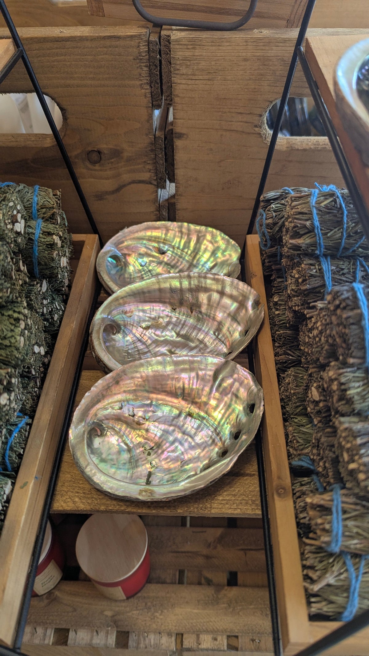 Abalone Shell
